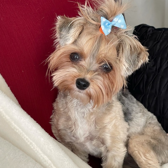 Meet your Posher, Karon - Picture 1 of 1